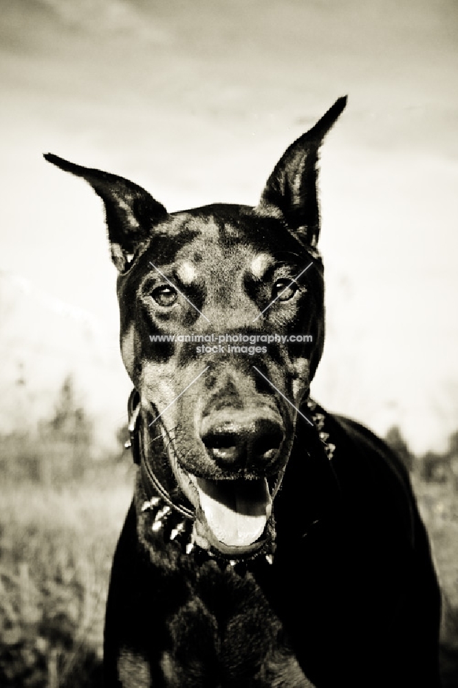 Doberman in field