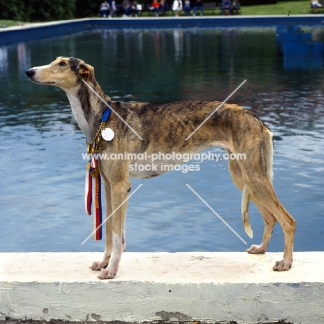 champion polish greyhound with ribbons and medals