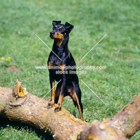 keyline gloriana manchester terrier with front feet on branch