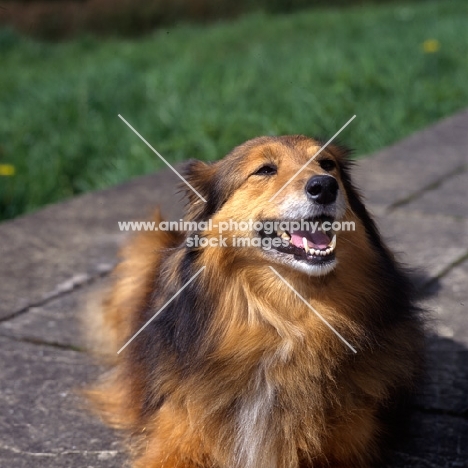 sheltie x collie