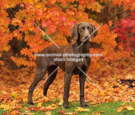 German Pointer in autumn