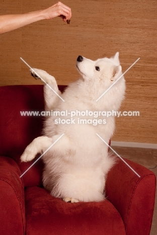 Samoyed looking up at hand