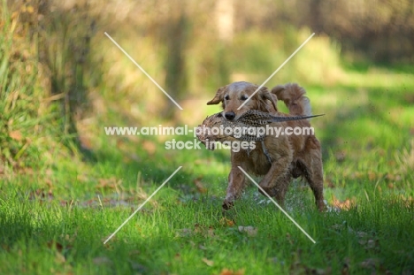 golden retriever retrieving pheasant