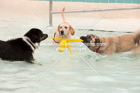 three dogs playing in swimming pool
