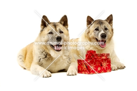 Large Akita dogs lying with Christmas presents isolated on a white background