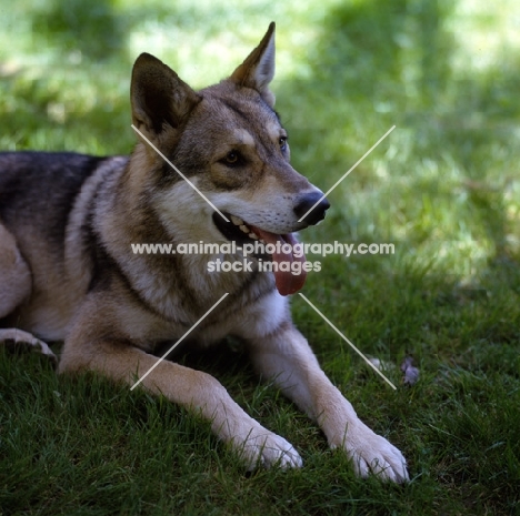 Guzzi Lupo Zwart van Helmond,  saarloos wolfhound close up on grass
