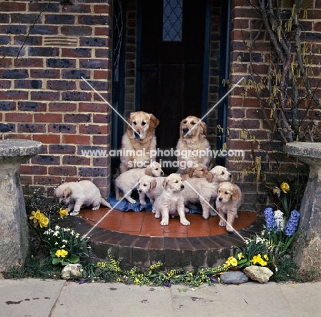 two golden retrievers  from camrose with seven puppies sitting on a doorstep