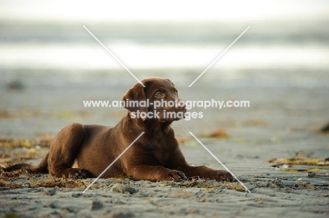 chocolate Labrador puppy