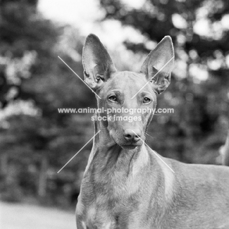 pharaoh hound, head study