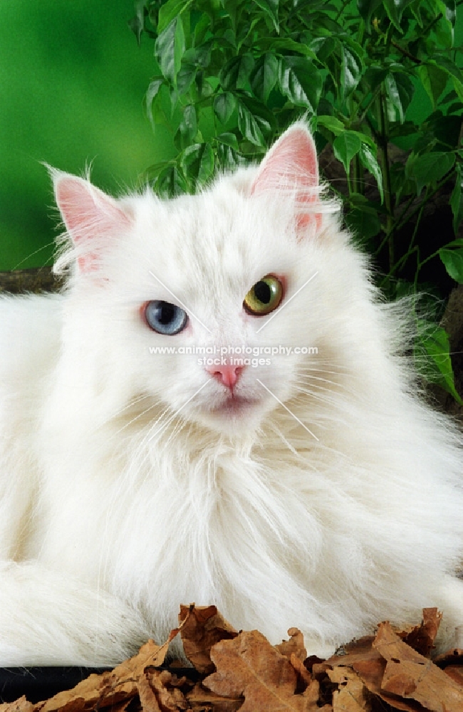 odd eyed norwegian forest cat