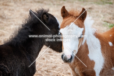 two falabella foals in field