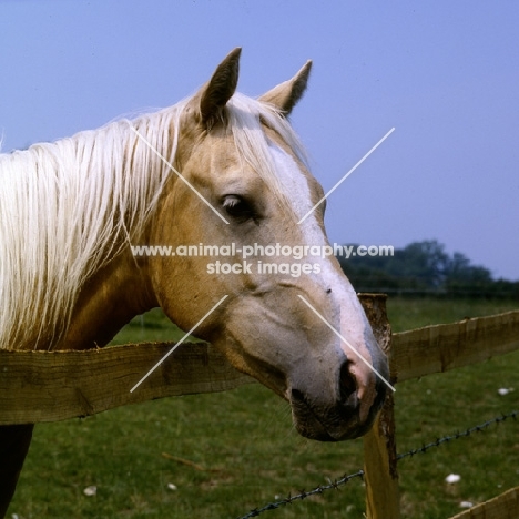 palomino mare head study