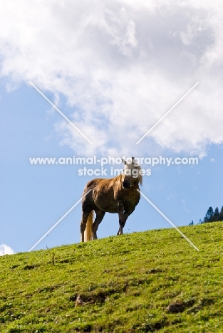 Haflinger on hill 