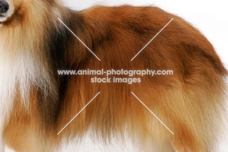 champion Shetland Sheepdog coat detail