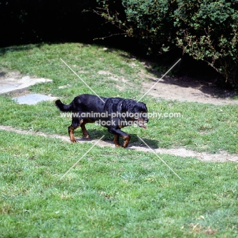 rottweiler walking on path