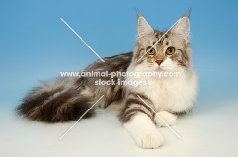 blue silver tabby maine coon, lying