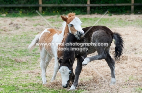 two falabella foals in green field