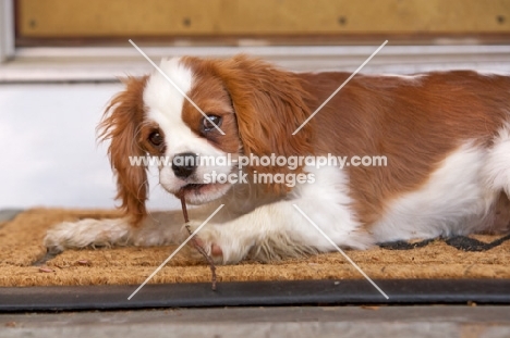 young Cavalier King Charles Spaniel chewing mat