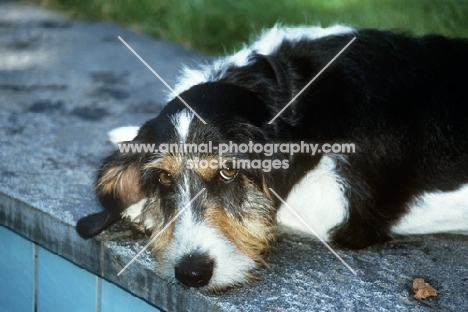 berner niederlaufhund wirehaired, portrait