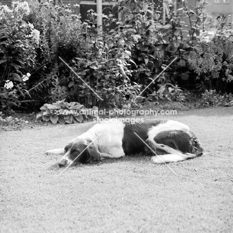 drentse partridge dog lying on a lawn