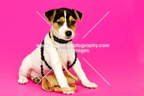 Jack Russell puppy wearing necklaces isolated on a pink background