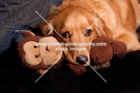 Golden Retriever with toy