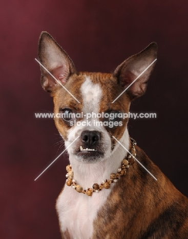 mixed breed portrait
