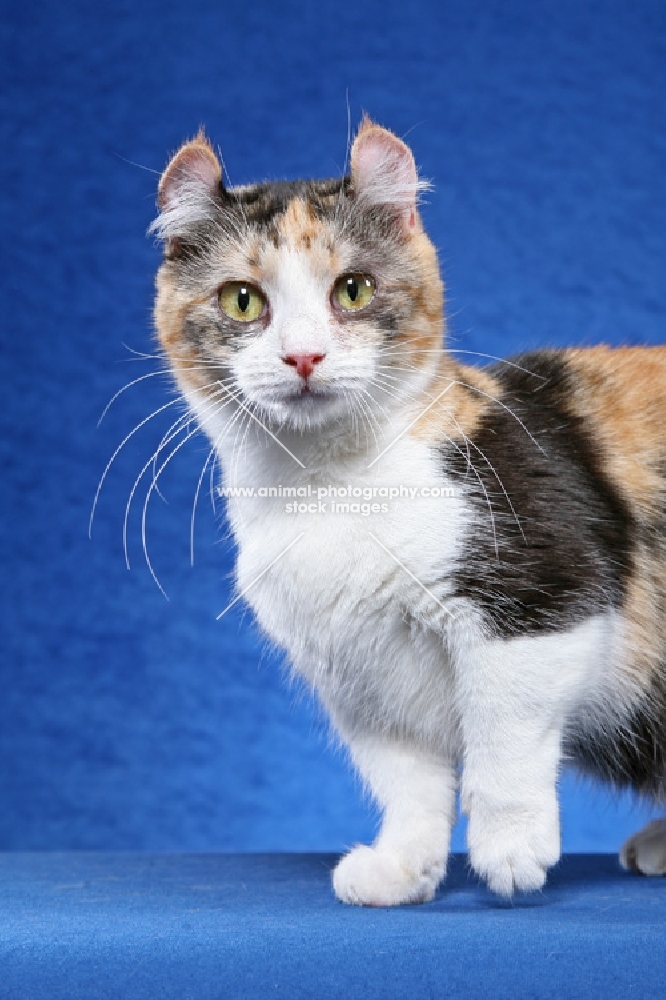 kinkalow cat on blue background, looking at camera