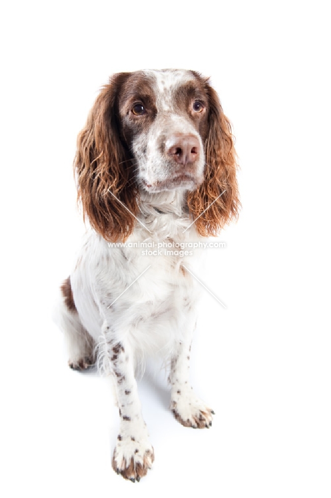 Studio shot of a Springer Spaniel