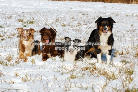 four different Australian Shepherd Dogs