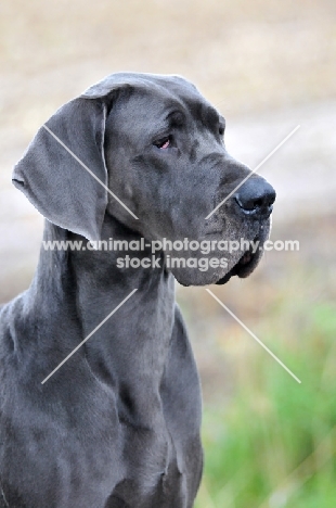 Great Dane