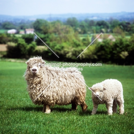 greyface dartmoor ewe with her lamb