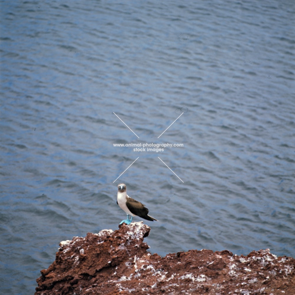 blue footed booby alone at cliff, jervis island, galapagos 