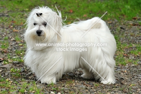 Maltese, side view