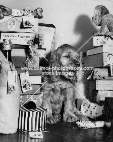 puppy surrounded by gifts