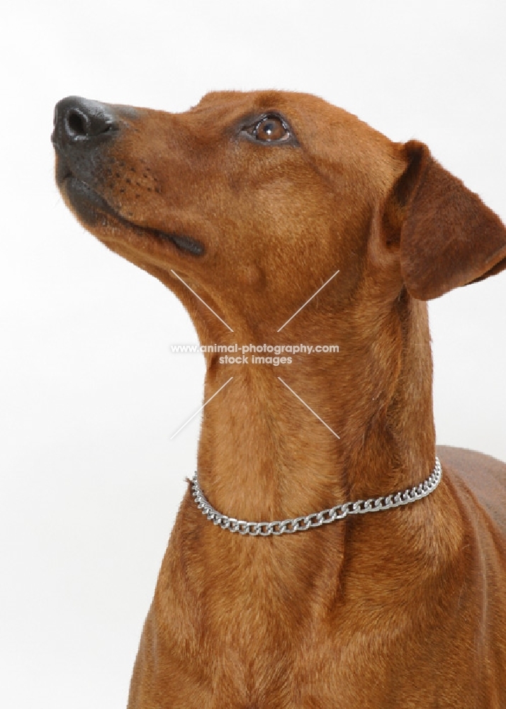 Australian Gr Champion red German Pinscher, looking up