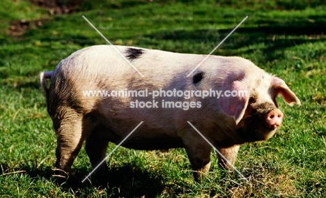 gloucester old spot sow