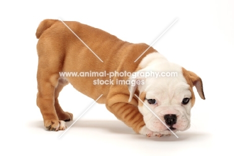 very young red and white Bulldog puppy