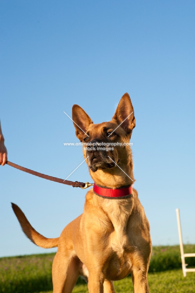 Cross bred dog on lead