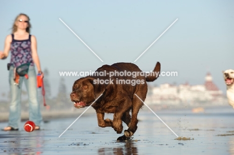 Labrador running on beach