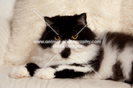 black and white Persian cat on cream couch
