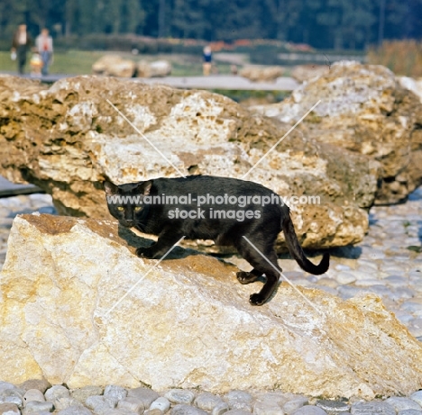 int ch janosz von asindia, havana cat on rocks