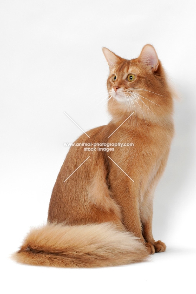 red Somali cat sitting in studio on white background