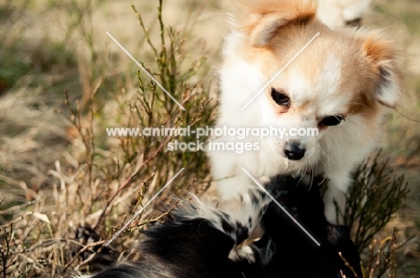 long-haired Chihuahua