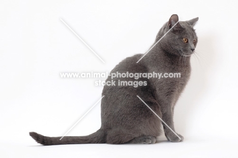 Chartreux cat on white background, sitting