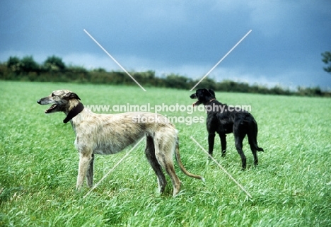 two rough coated lurchers standing in a field