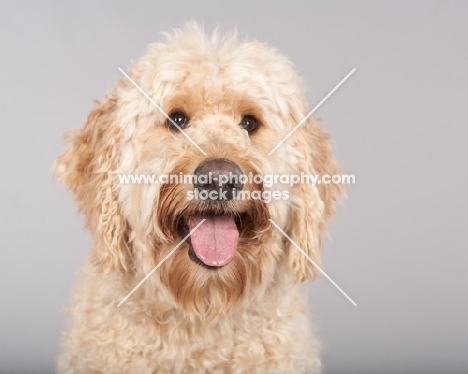 Goldendoodle portrait