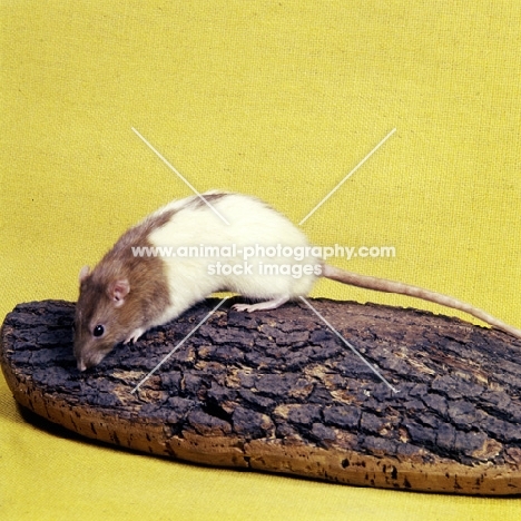 fawn hooded rat looking down