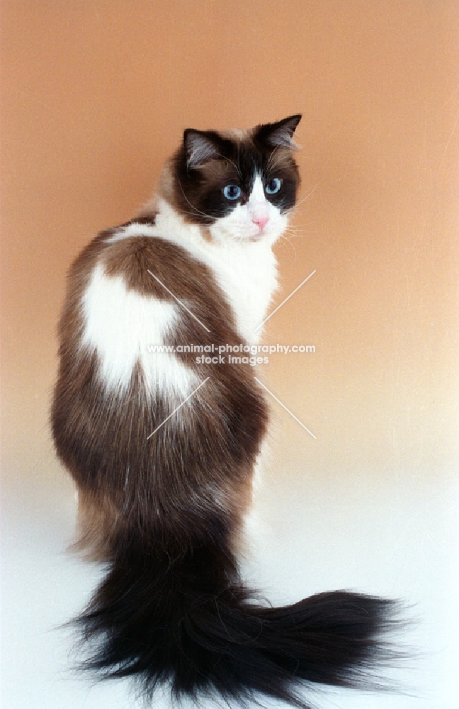 seal bi-colour Ragdoll cat