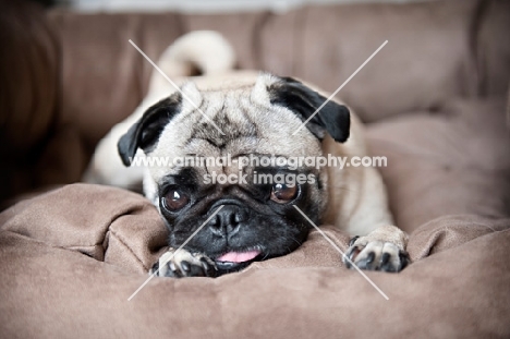 pug lying down with tongue out